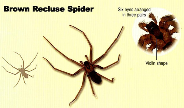 brown recluse spider violin marking