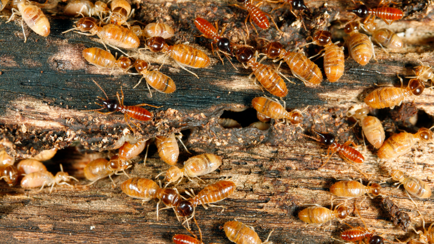 Termite Removal In Linn County