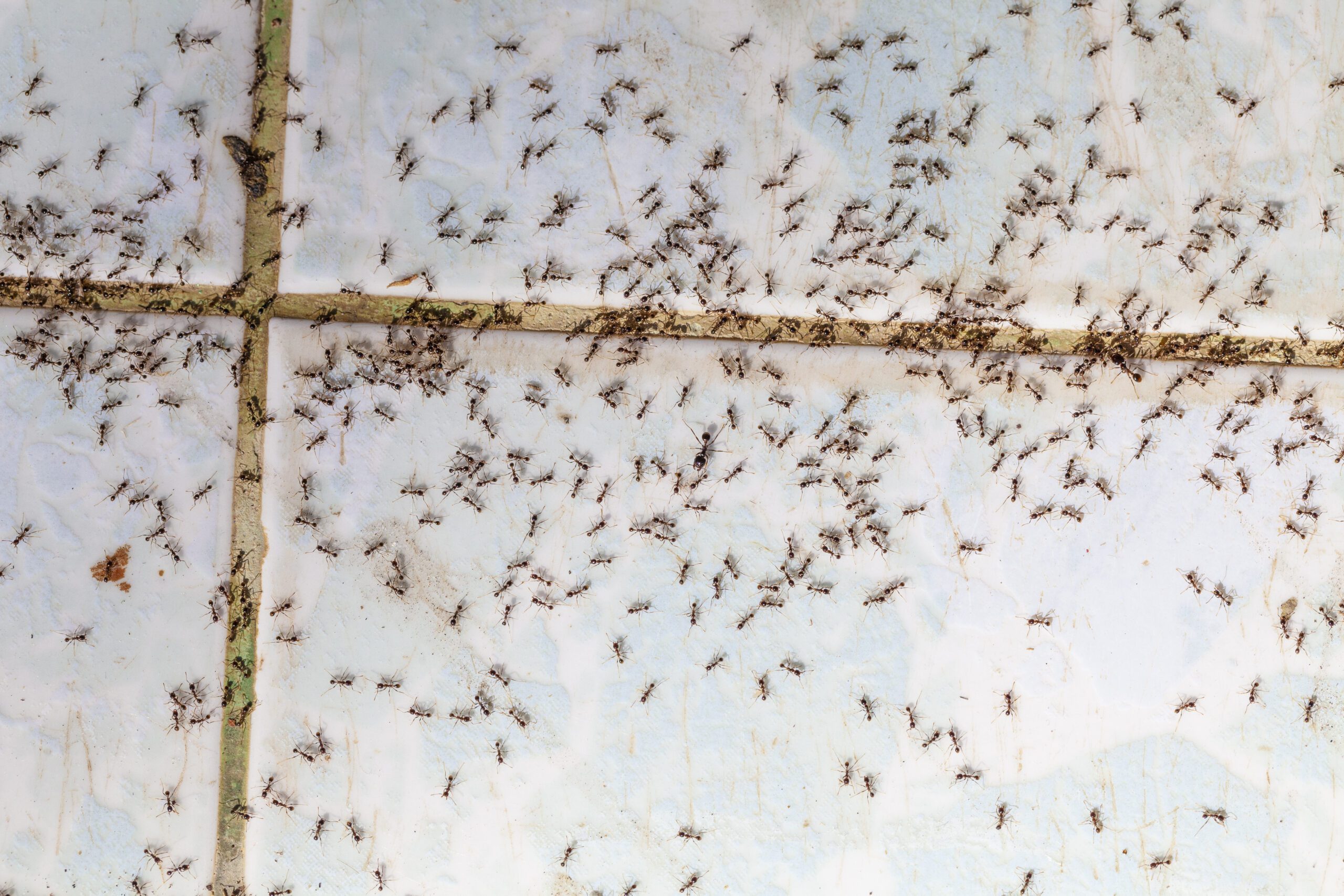 Ant Removal in Miami County