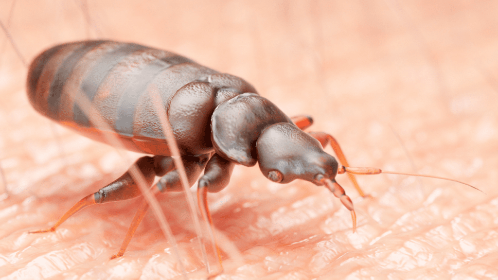 What to Do if You Suspect Bed Bugs Have Infested Your Home? Tri