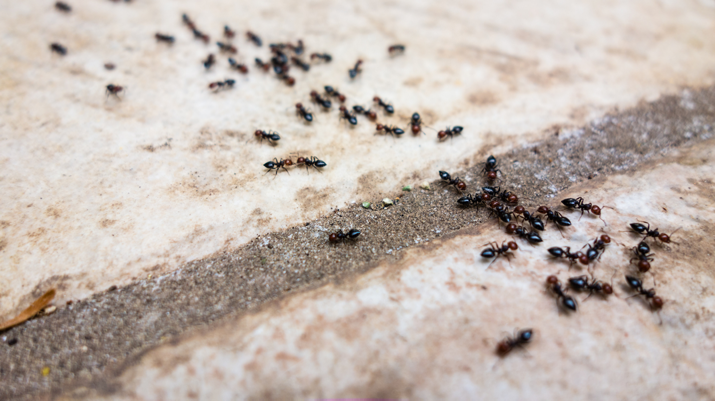 Ant Removal in Miami County