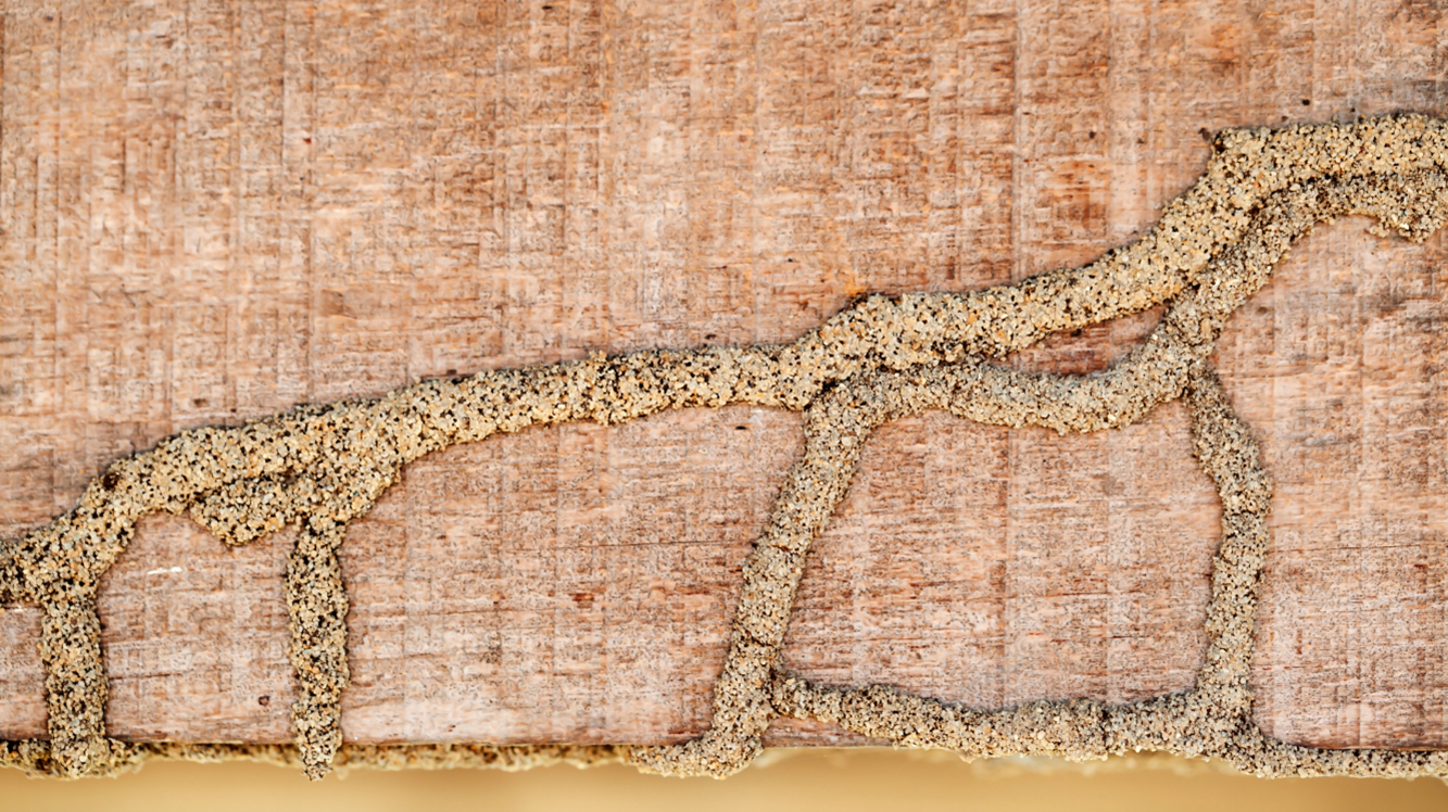 Termite Removal in Linn County