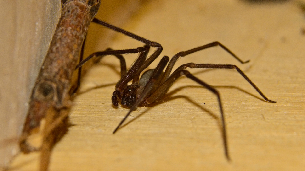 Brown Recluse Spiders Nebraska Extension in Lancaster County