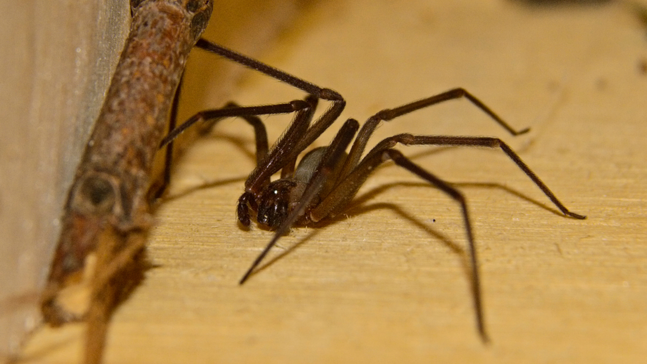 Brown Recluse Spiders Control - Information, Bites, & More