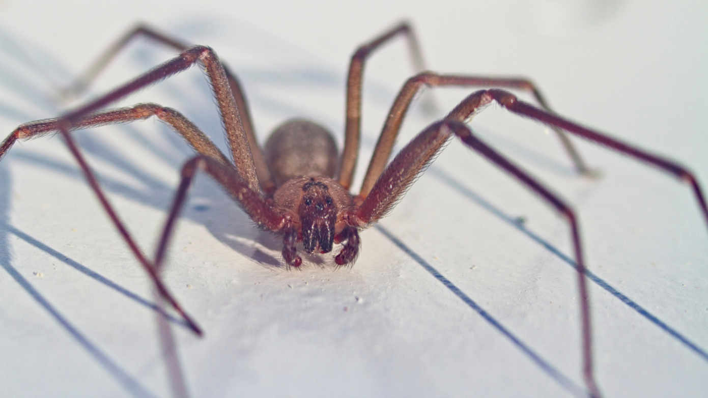 Spider Control in Linn County