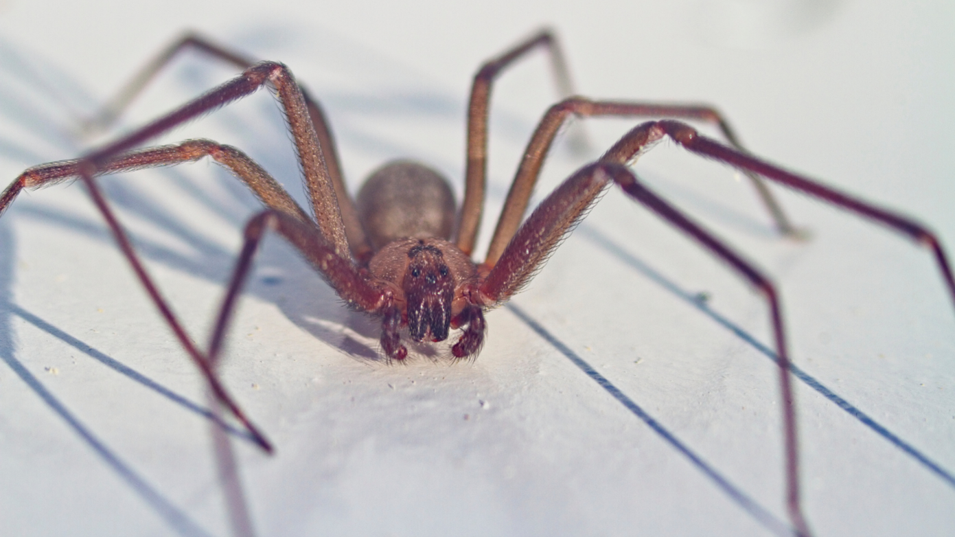 Brown Recluse Spiders  Nebraska Extension in Lancaster County