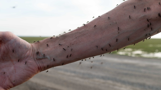 Pest Control in Linn County