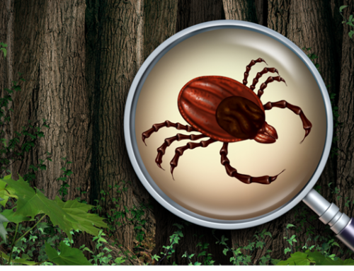 A Top Company for Pest Control in Miami County Discusses Ticks