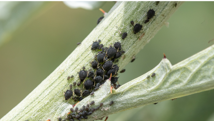 Pest Control in Miami County