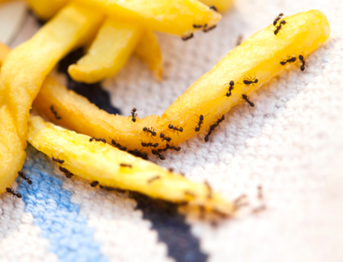 Why Spring Hill Homes Need Year-Round Pest Control