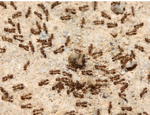 Spring Hill Pest Control Services: Getting Rid of Bed Bugs, Termites, Ants, and Spiders