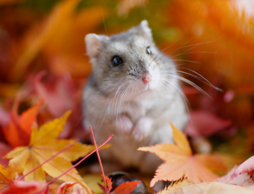 Call Tri-County, your #1 Choice for Miami County Pest Control and Rodent Removal This Fall
