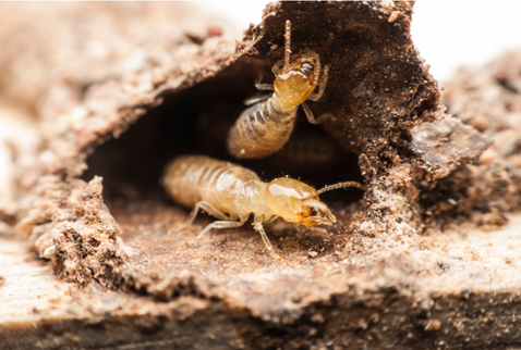 Miami County Termite Removal