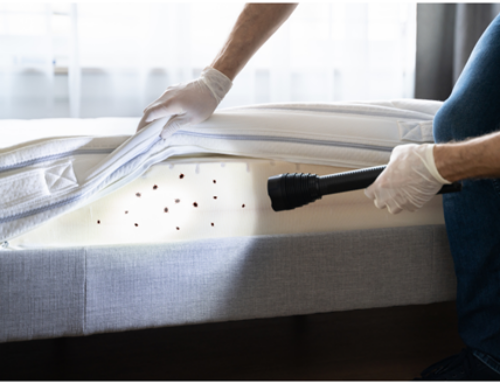 Bed Bug Removal in Louisburg: Where Do Bed Bugs Come From?