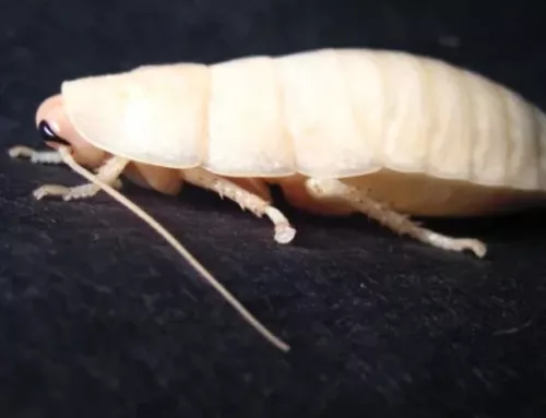 Exterminator in Paola: A 101 Overview on Fascinating White Cockroaches