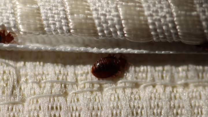 Bed Bug Treatment in Louisburg