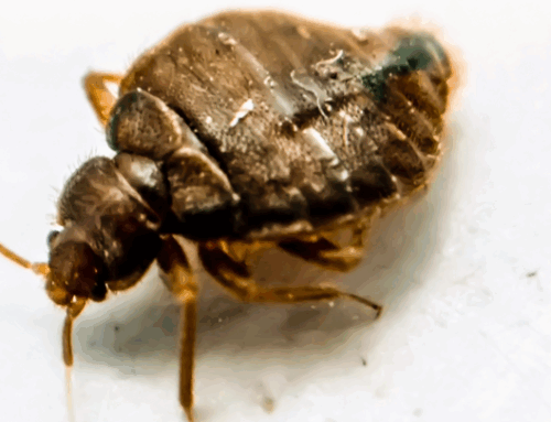 Why We Take Bed Bug Treatment in Louisburg Seriously (And You Should Too)