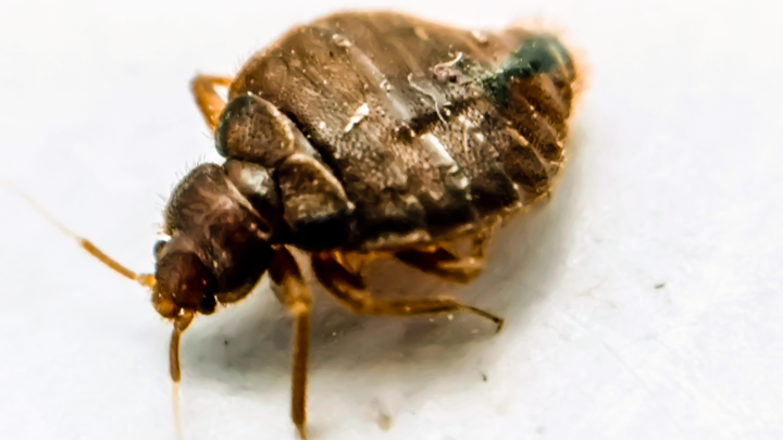 Bed Bug Treatment in Louisburg