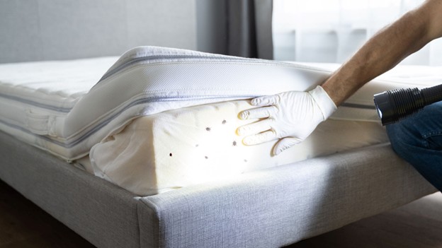 Bed Bug Treatment in Louisburg