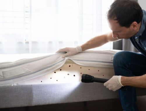 Bed Bug Treatment in Louisburg: What You Need to Know