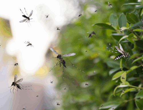 Mosquito Treatment in Miami County: How to Get Your Home Mosquito Free