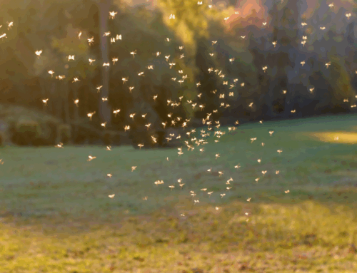 Mosquito Treatment in Paola: Getting Mosquitos to Buzz Off