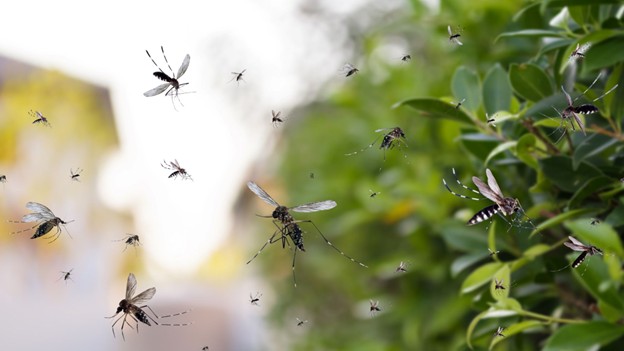 Mosquito Fogging in Miami County