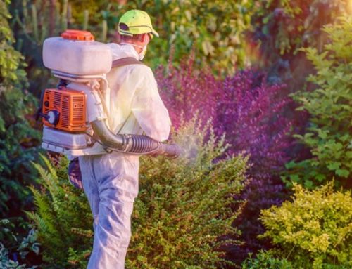 When Is the Right Time to Start Mosquito Treatments in Spring Hill?