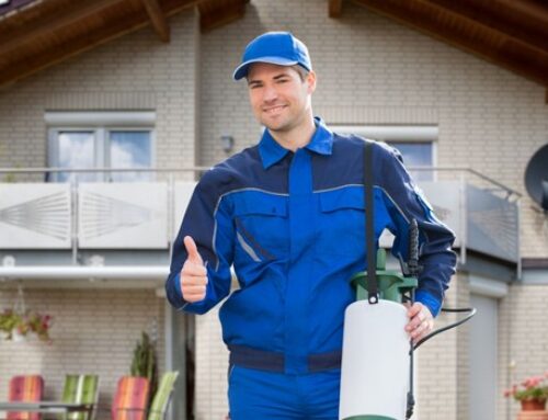 How Mosquito Fogging in Osawatomie Helps You Enjoy the Outdoors Again