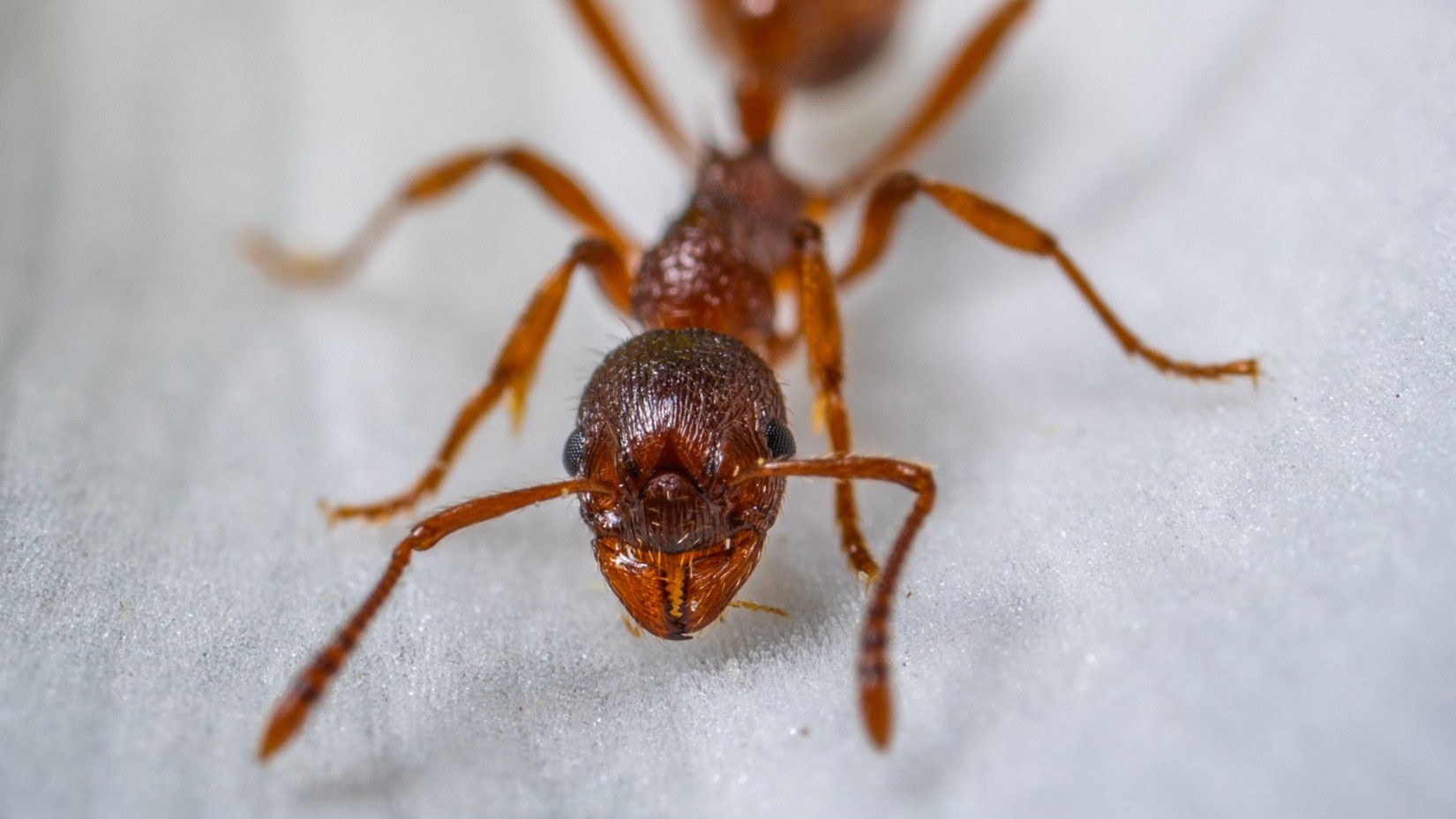 Pest Control Company in Miami County