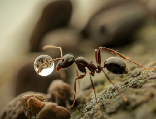 The 4 Pests That Cause the Most Trouble in Spring Hill