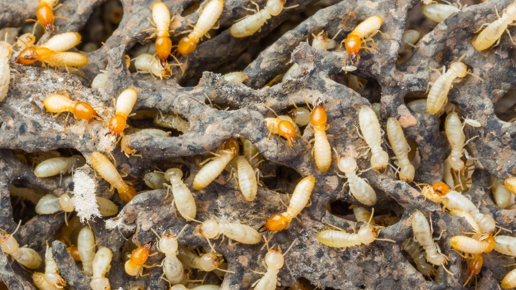 pest control company in Spring Hill