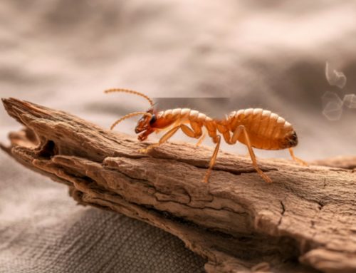 Do You Really Need a Pest Control Company in Spring Hill, Kansas?