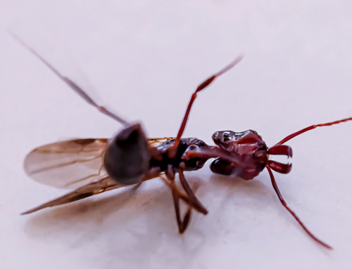 What Bug Could Be Mistaken for a Termite?