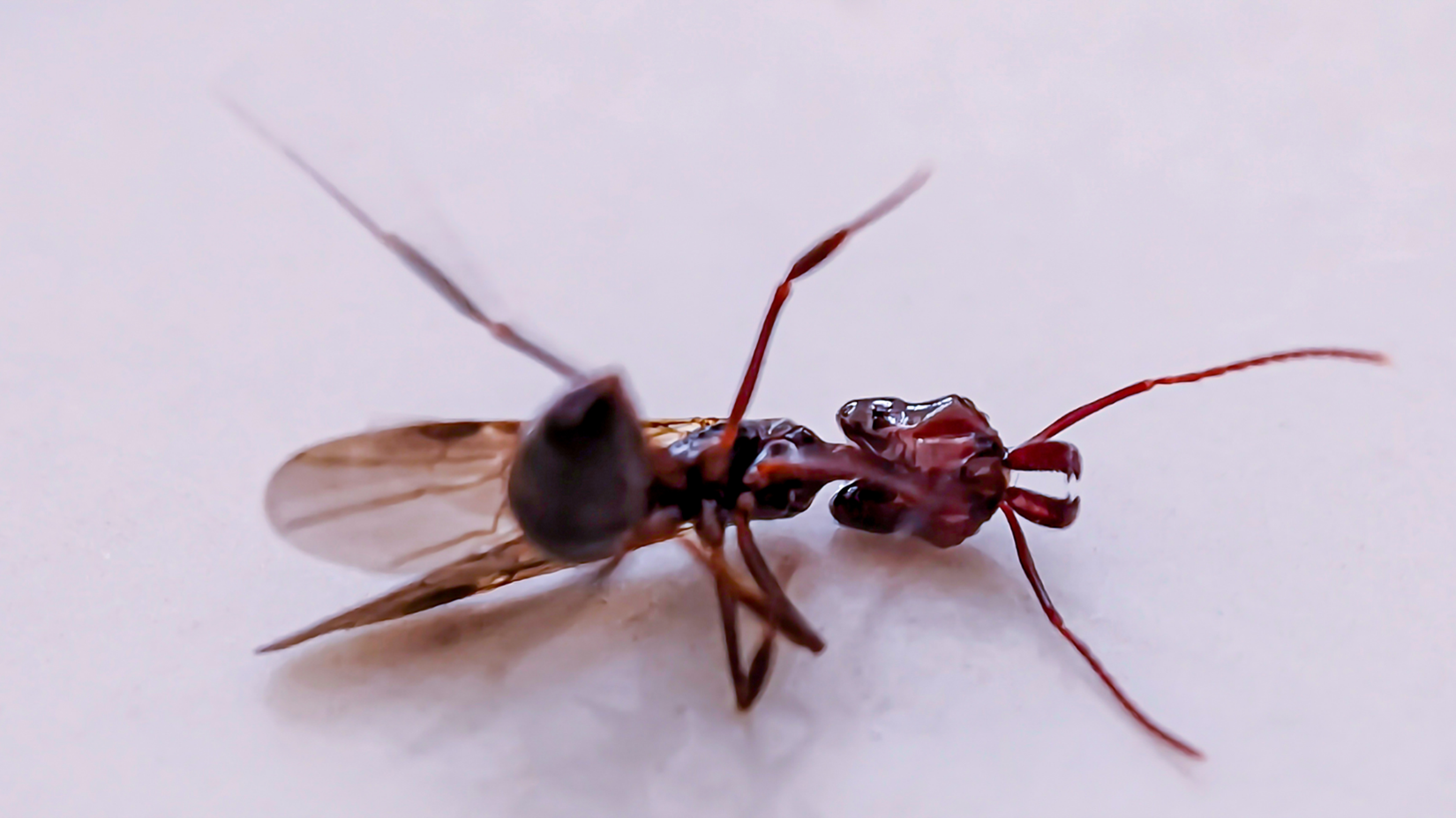 Spring Hill pest control company