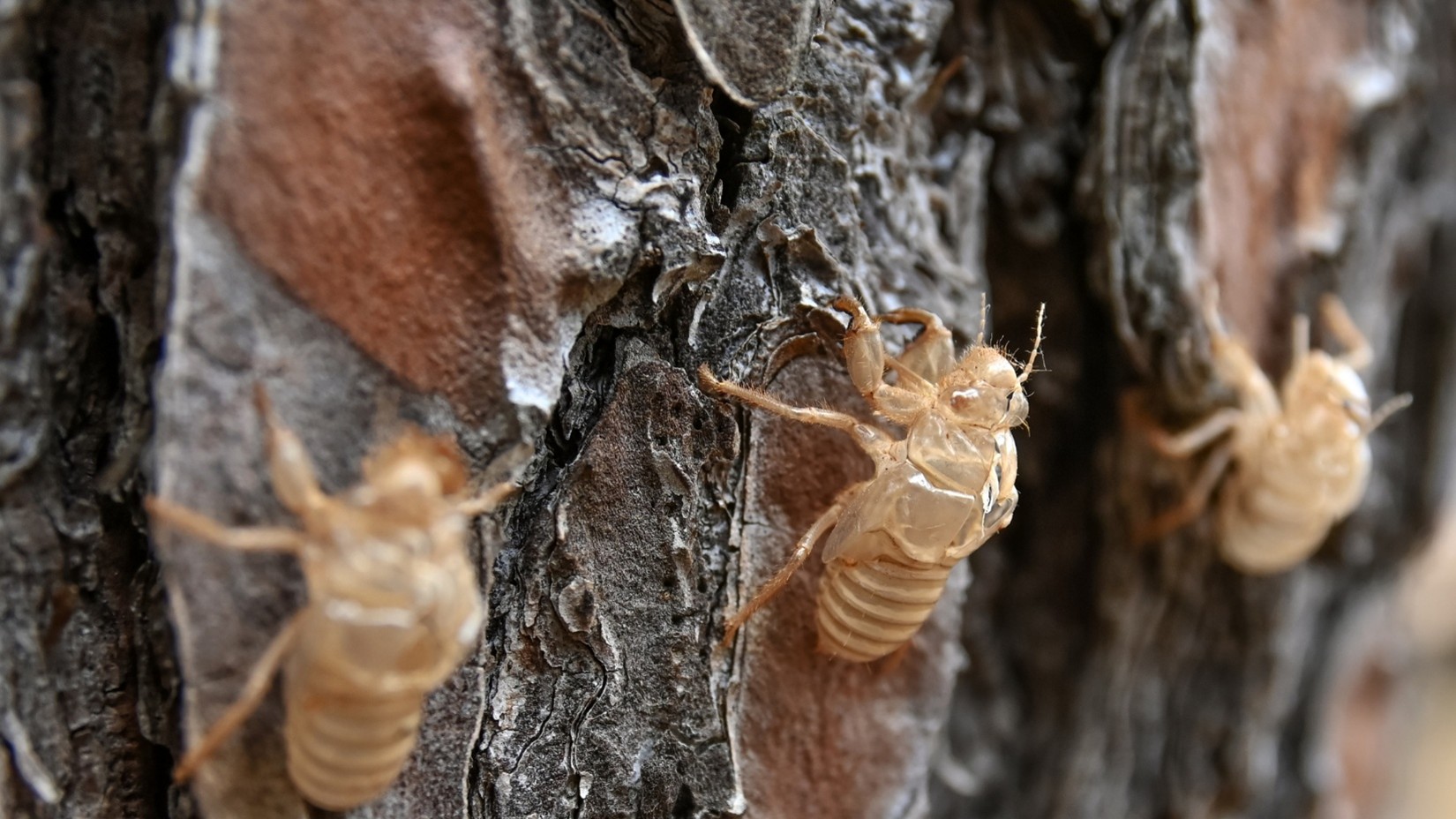 Spring Hill pest control company