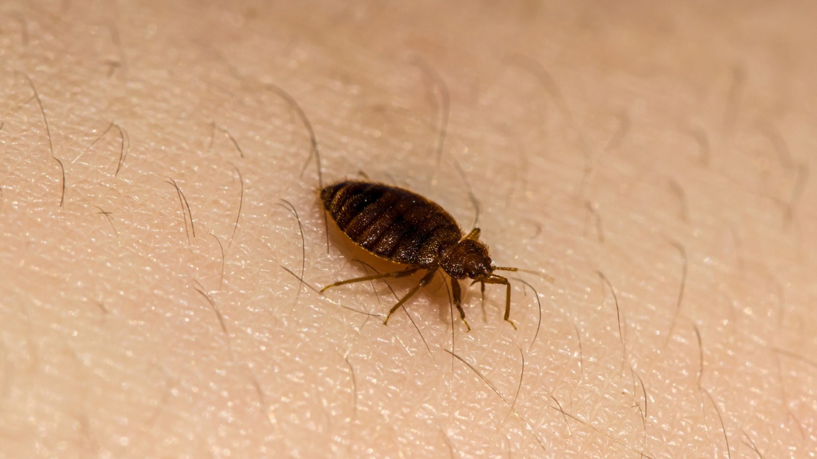 pest control company in Spring Hill