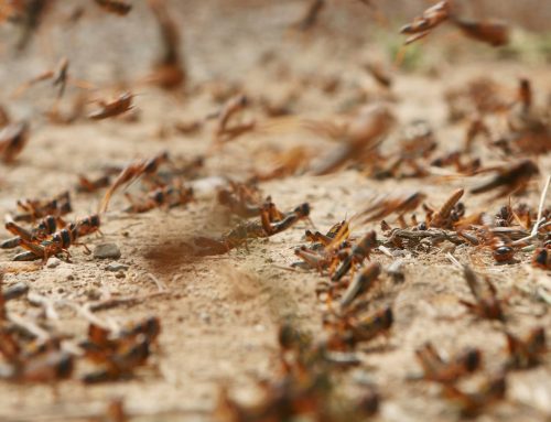 What Are the Hardest Pests to Get Rid of in Spring Hill Homes?