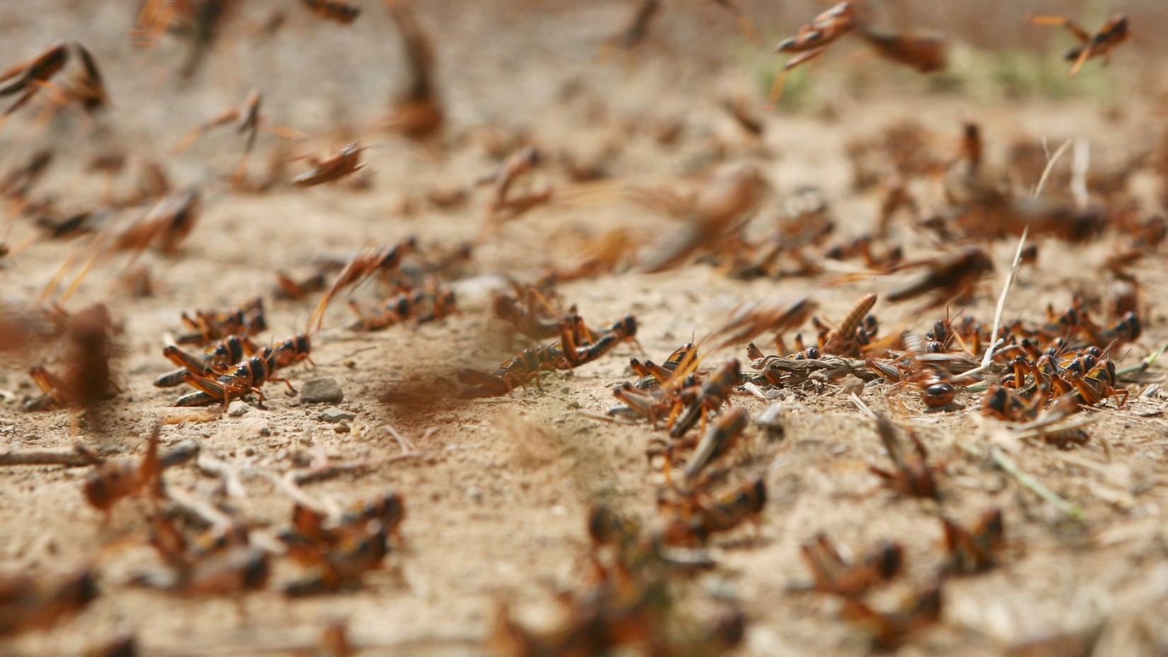 pest control company in Spring Hill