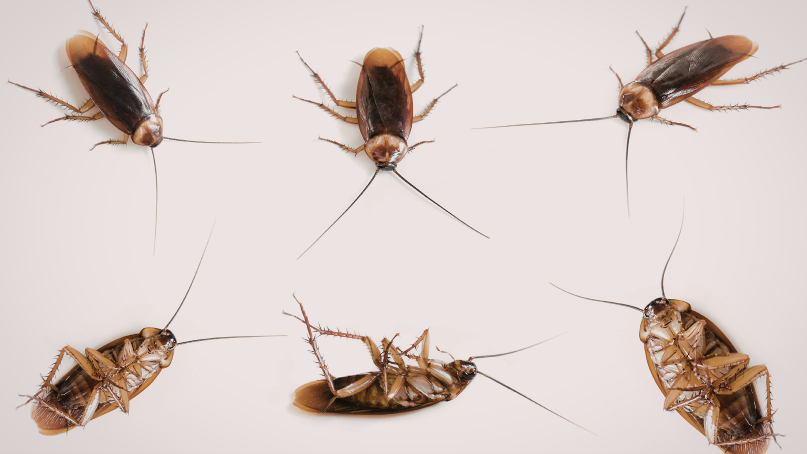 pest control company in Spring Hill