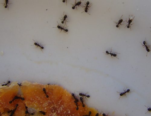 What Does a Pest Control Company Actually Do in Spring Hill?