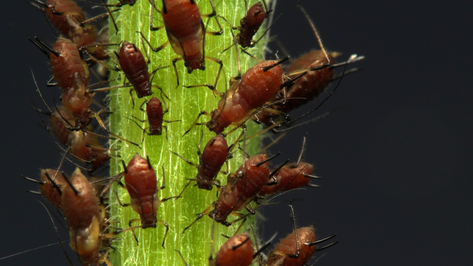 pest control company in Spring Hill