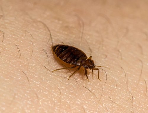 Why Do Bugs Keep Coming Back Even After Pest Control in Spring Hill?