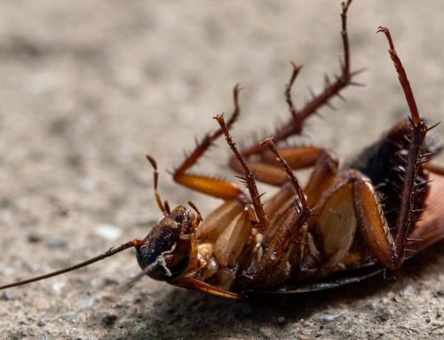 Should You Get a Pest Inspection Before Buying a Home in Spring Hill?