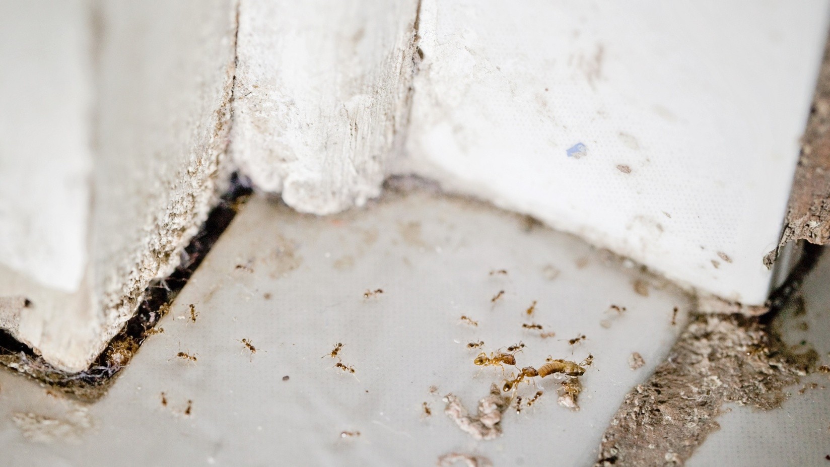 Greeley Pest Control