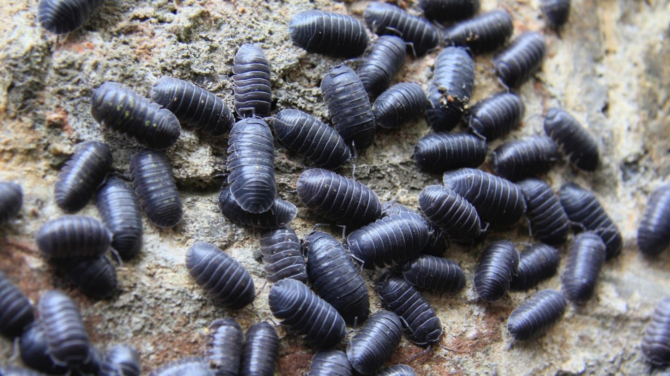 Pest Control Company in Spring Hill