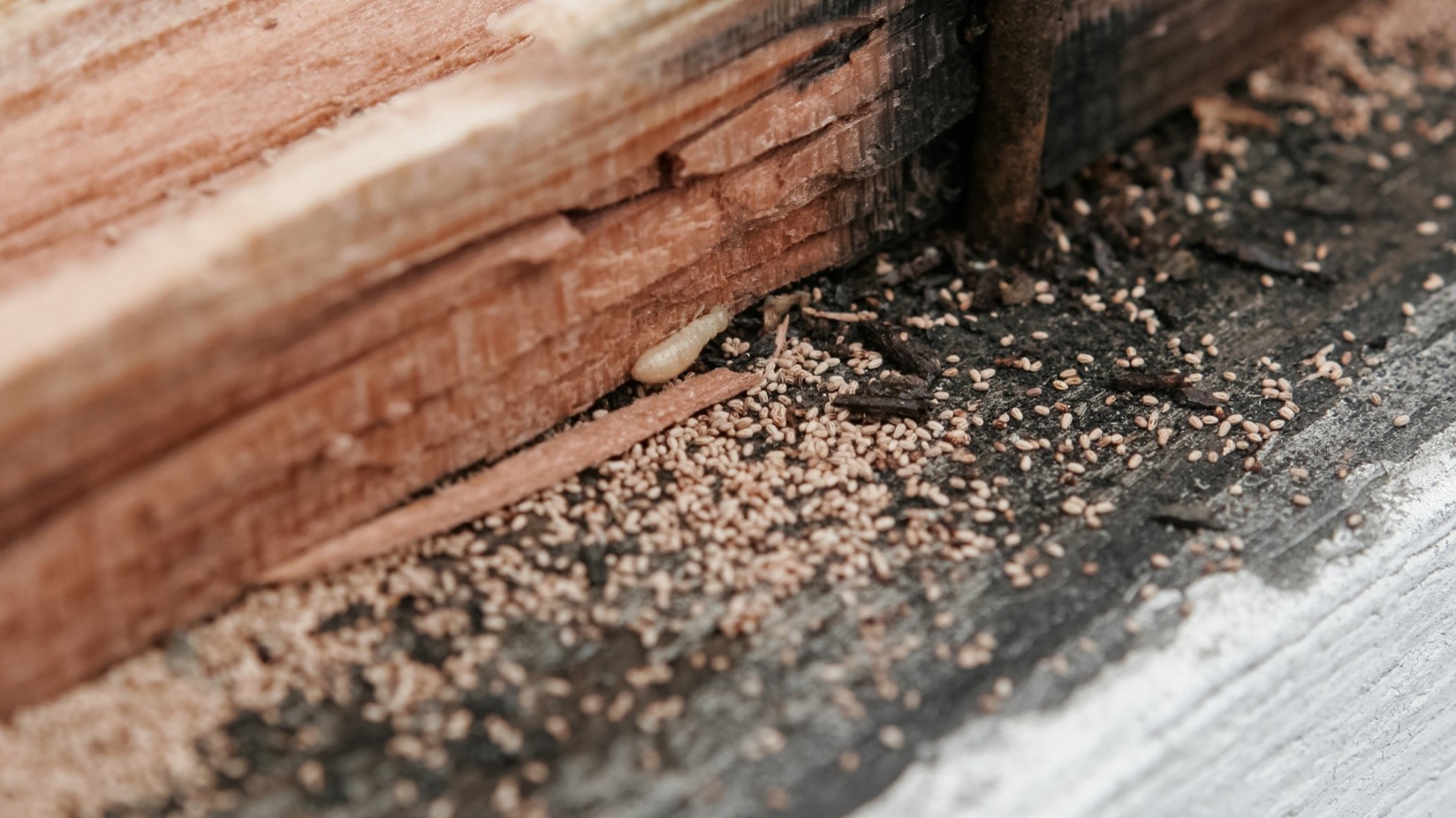 Spring Hill Pest Control Company