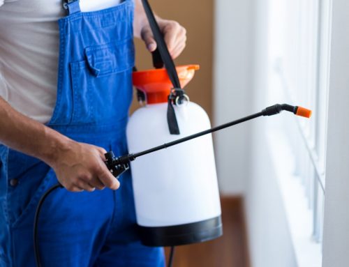 Why Spring Hill Homes Need Year-Round Pest Control